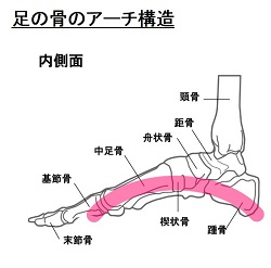 足の骨のアーチ構造